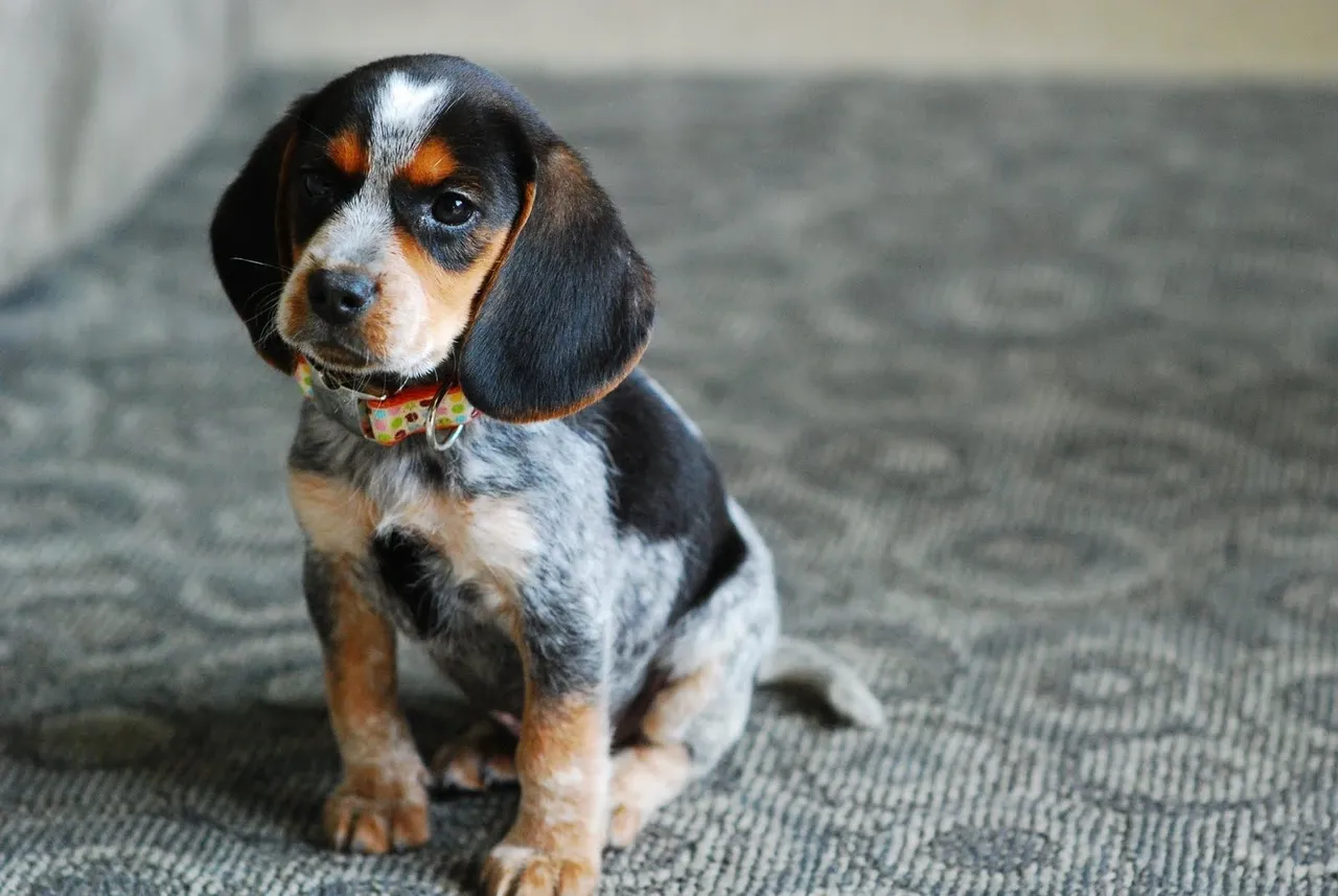 A puppy sitting on the floor looking at something.