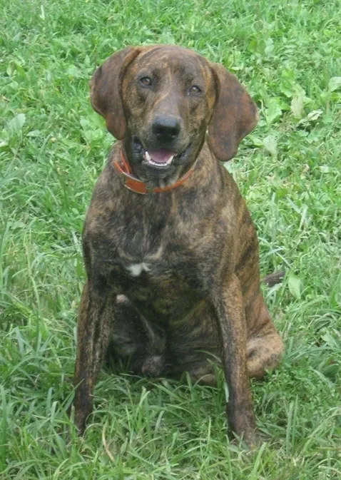 A dog sitting in the grass with its mouth open.